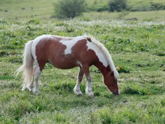 Itinaas Ng French Animal Lobby Ang Takip Sa 'Hindi Malusog' Horsemeat Mula Sa Amerika