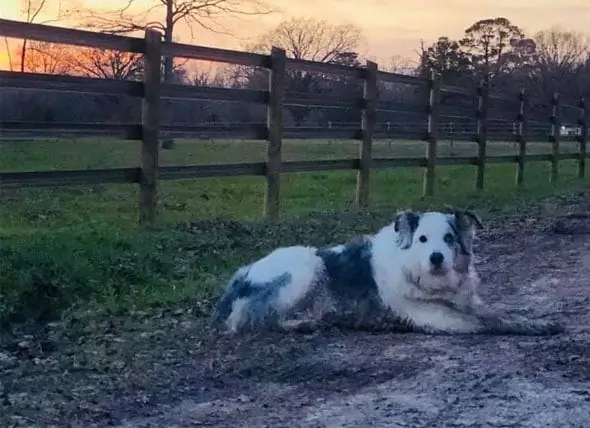 Microchip Hjælper Med At Genforene Familie Med Hund, Der Mangler I 8 år