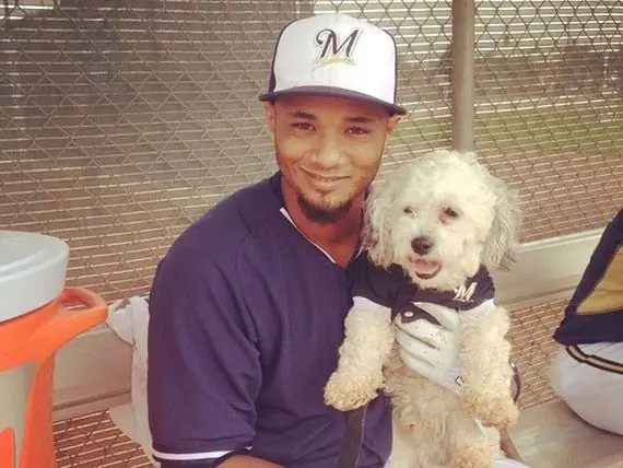 Stray Dog Blir Inofficiell Maskot För Milwaukee Brewers