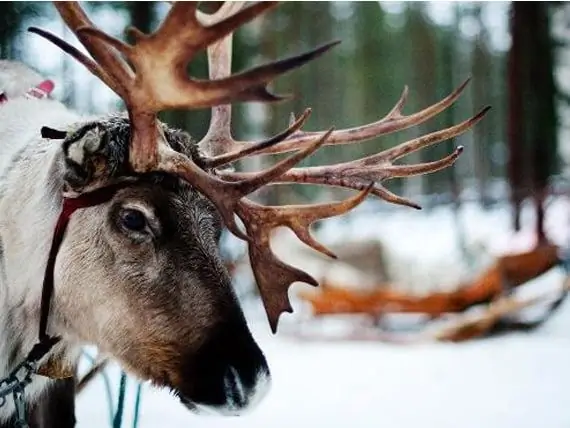 Mwanga Wa Reindeer Wa Kifini Usiku Kuzuia Ajali