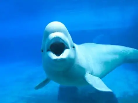 O Parasita Da Ninhada Do Gatinho Infecta Baleias Beluga Do Ártico