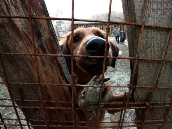 Bilionário Russo Salva Cães E Gatos Vadios Em Sochi