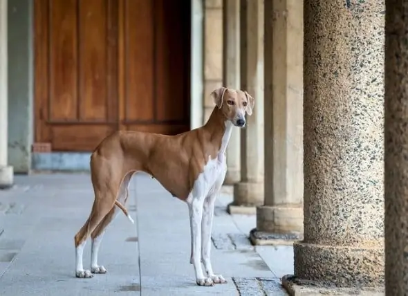 American Kennel Club Memperkenalkan Baka Anjing Baru: Azawakh