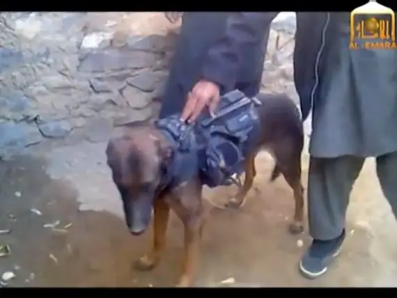 Anjing Militer AS 'Dalam Penjagaan Taliban Afghanistan