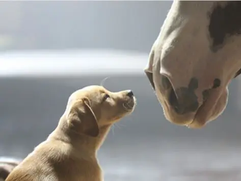 Посмотрите рекламу Суперкубка Budweiser "Puppy Love" "Pull On Your Heart Strings"