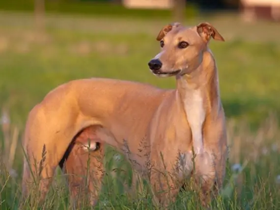 Espagne Des Groupes De Défense Des Droits Des Animaux Demandent L'interdiction De Chasser Avec Des Chiens