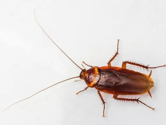 Cockroach Burrows Into Australian Man's Ear