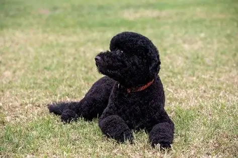 Obama Da La Bienvenida Al Nuevo Perro 'Sunny' A La Casa Blanca (VIDEO)