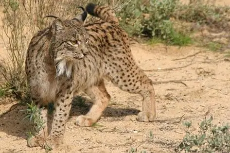 Saknas Lynx: Klimatförändringar För Att Utplåna Den Sällsynta Katten