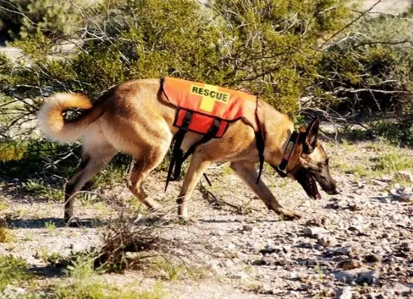 Per Què Els Gossos Dels Bomberos Dels Dàlmates? - Races De Gossos Firehouse