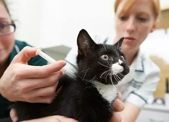 Der Umgang Mit Diabetes Bei Haustieren Ist Einfacher Als Sie Denken