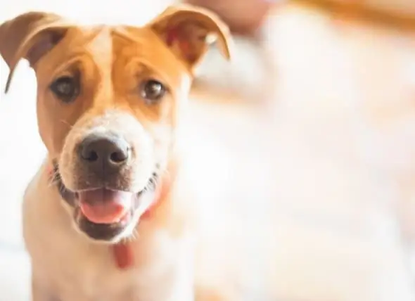 Was Ist Die Behandlung Von Krebs Bei Hunden? Gibt Es Eine Heilung?