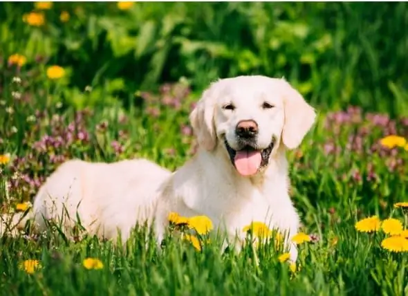 Honde-allergieë Tekens En Behandeling: Hoe Om Te Weet Of U Hond Allergieë Het