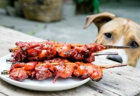 Siguria Në Skarë Për Kafshët Shtëpiake - Siguria E Barbecue Për Kafshët Shtëpiake