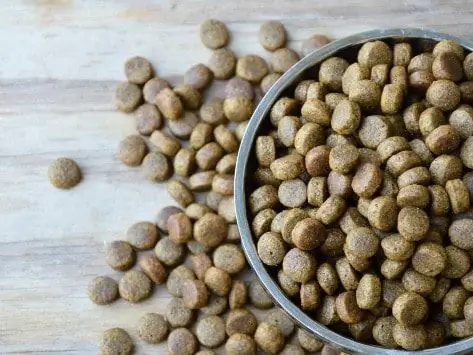 Cereali Nel Cibo Per Cani - Cibo Senza Cereali Per Cani