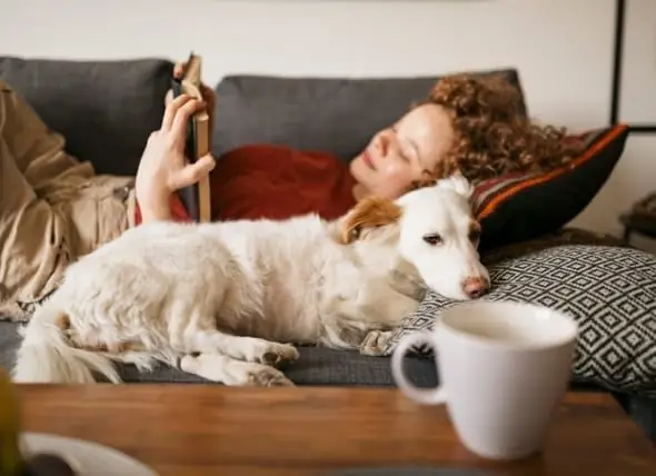 Tiere Zur Emotionalen Unterstützung: Welche Tiere Qualifizieren Sich Und Wie Sie Ihre ESA Registrieren