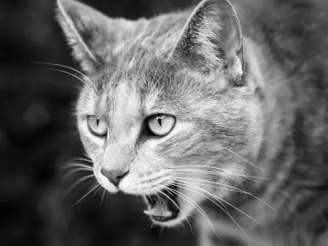 Boules De Poils De Chat - Boules De Poils Chez Les Chats - Traiter Les Boules De Poils Du Chat