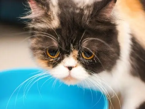 Kat In Pijn - Symptomen Van Artritis Bij Katten - Pijn Bij Katten