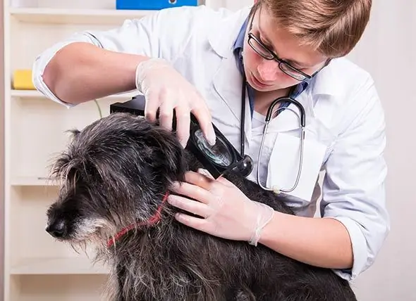 Die Gefahren, Die Flöhe Für Die Gesundheit Ihres Haustieres Darstellen