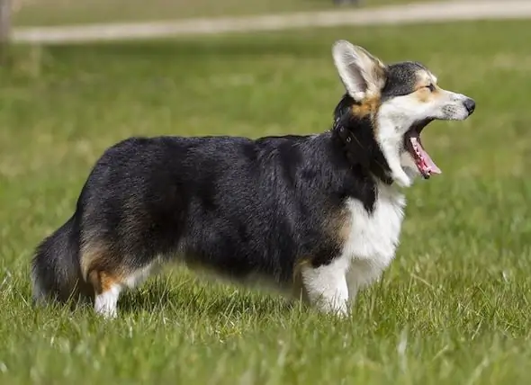 Ursachen Von Husten Bei Hunden - Husten Bei Hunden Behandeln