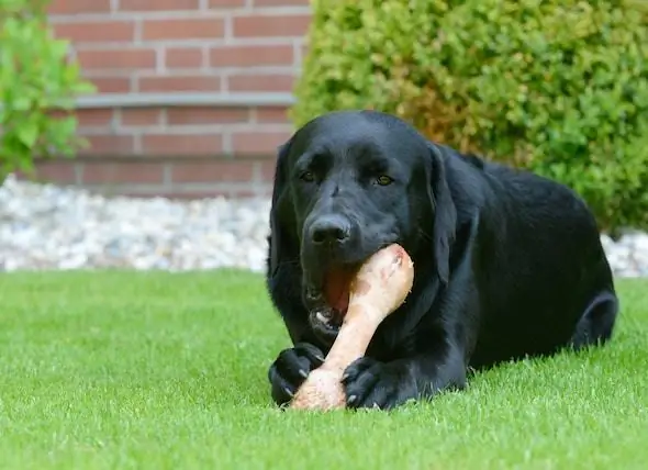 Dieta BARF Per Cani - Ossa Nelle Diete Di Cibi Crudi Per Cani