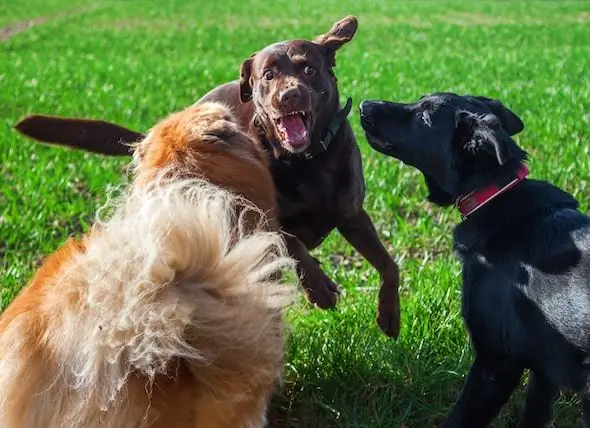 Köpek Dövüşünü Nasıl Güvenle Durdurursunuz - Köpek Dövüşü Nasıl Önlenir