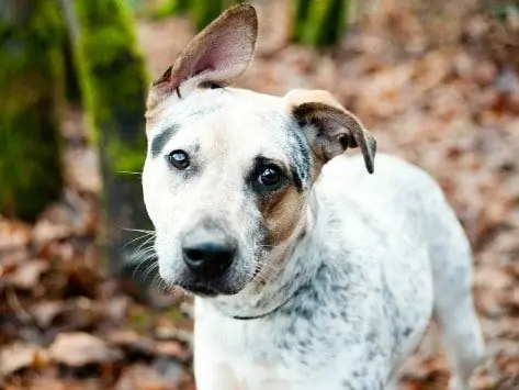 Hechos Del Cerebro Del Perro - ¿Piensan Los Perros? ¿Los Perros Tienen Sentimientos?