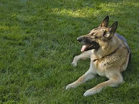 Quão Seguros São Os Produtos Químicos Do Gramado Para Animais De Estimação? - Seu Gramado Perfeito Está Matando Seu Animal De Estimação?