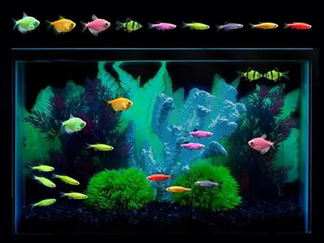 A História E A Ciência Por Trás Do GloFish