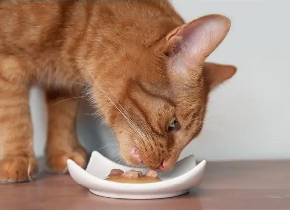 Qual é O Melhor Alimento Para Gatos Idosos?