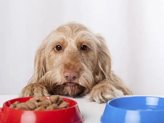 Alimentos Para Cães Que São Bons Para O Tratamento De Doenças Em Cães