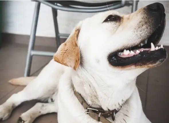 4 Cara Penjagaan Gigi Yang Baik Dapat Memperbaiki Gigi Anjing Anda