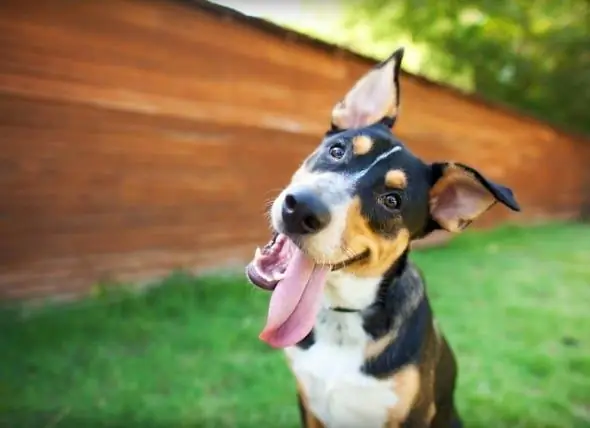 Quanto Custa A Limpeza Dos Dentes De Um Cão?