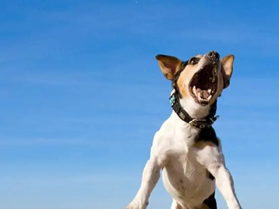 Honde Wat Aan Lug Byt En Aanvalle Ervaar, Tensy Dit 'n Spysverteringstelsel Is Lugbyt By Honde - Vliegbyt In Honde