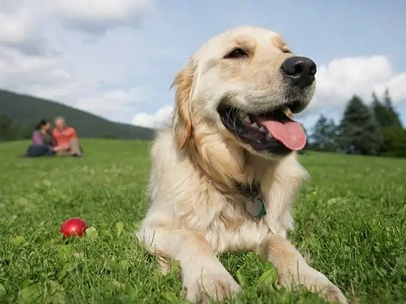 ¿Existe Un Límite De Edad Para El Tratamiento Del Cáncer? - Tratamiento De Las Mascotas Mayores Contra El Cáncer