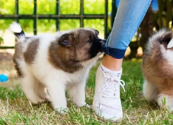 Menggigit Anak Anjing: Mengapa Anak Anjing Menggigit Dan Bagaimana Cara Menghentikannya?