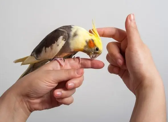 Kümmere Dich Um Deinen Vogel