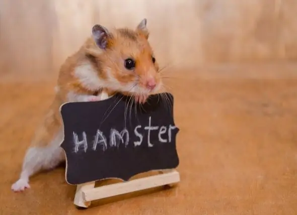 Hamster Care 101: როგორ ვიზრუნოთ ზაზუნაზე