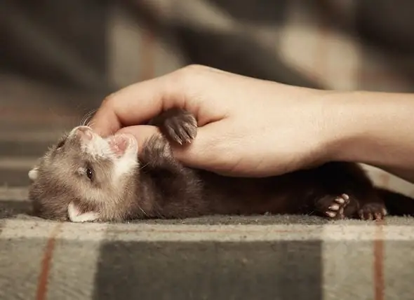 Comment Prendre Soin D'un Furet : Soins Du Furet 101