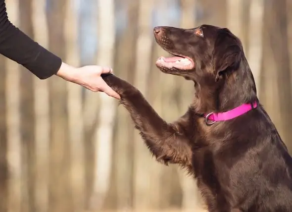 Hund 101: Hur Man Tränar Din Hund