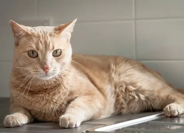 Sådan Holder Du Din Kat Væk Fra Disken