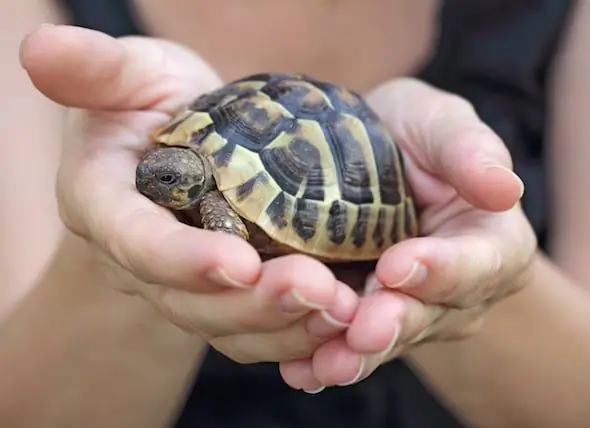 Turtle Care 101: Kuinka Hoitaa Lemmikkikilpikonnia