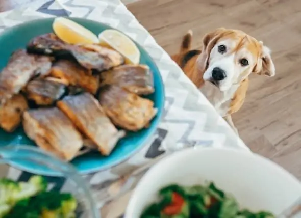 Os Cães Podem Comer Peixes? - Que Tipos De Peixes Os Cães Podem Comer?