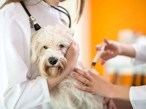 Seu Cão Precisa Da Vacina Contra A Gripe Canina?