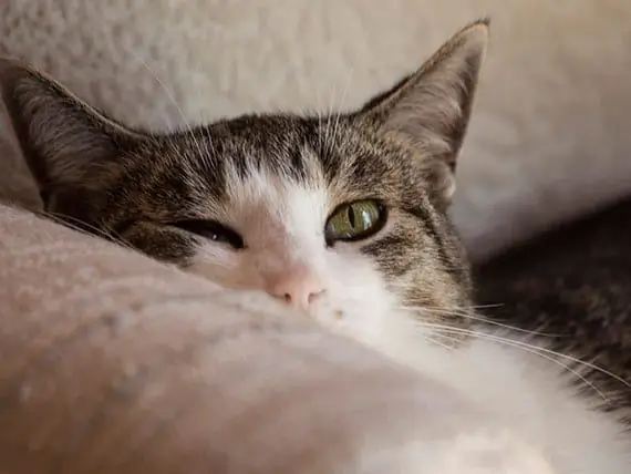 Het Nut Van Lysinesupplementen Voor Katten Die Onder De Loep Worden Genomen