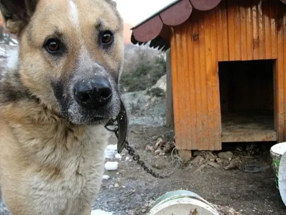 Final Feliz Para El Perro De Colorado Encadenado Afuera