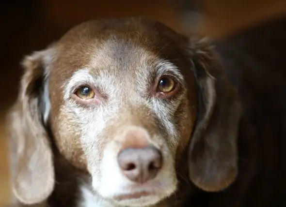 Kognitive Dysfunktion Bei Hunden Erkennen