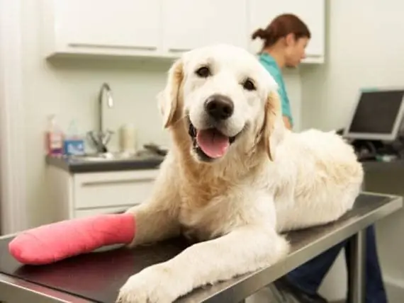 Was Wirklich In Den Hinterzimmern Von Tierkliniken Vor Sich Geht