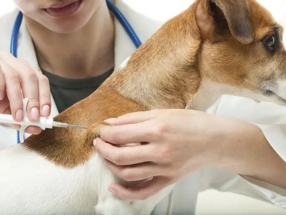 Aggiornamento Sull'influenza Canina – Vaccini E Altro