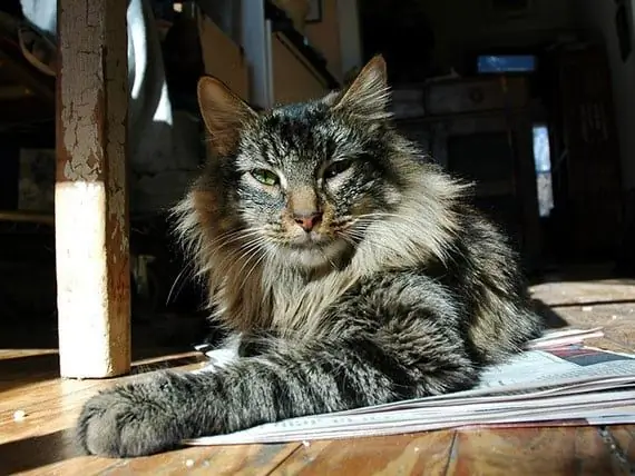 Que Tipo De Comida Dar Ao Seu Novo Gato